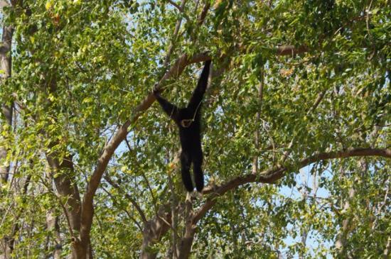Parc forestier de Cha-am